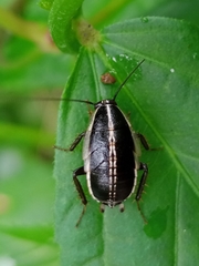 Blattodea