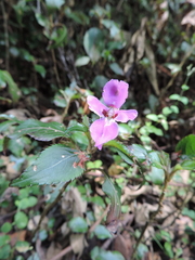 Impatiens