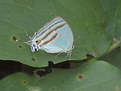 Paiwarria venulius