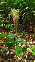 Habenaria pantlingiana