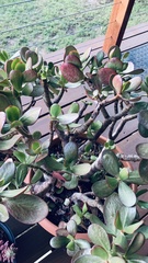 Crassula ovata