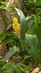 Calanthe formosana