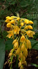 Calanthe formosana