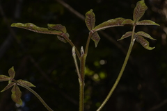 Acronychia pubescens