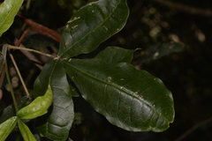 Acronychia pubescens