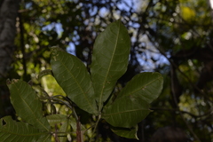 Acronychia pubescens