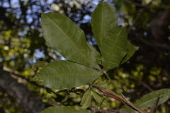 Acronychia pubescens