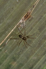 Pardosa