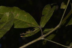 Acronychia pubescens
