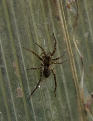 Pardosa