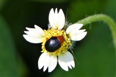 Hemithyrsocera palliata