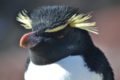 Eudyptes chrysocome