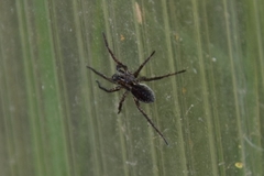 Pardosa