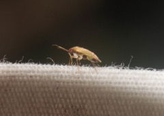 Rubrocuneocoris calvertae