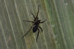 Pardosa