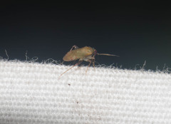 Rubrocuneocoris calvertae