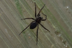 Pardosa