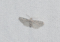 Alucita objurgatella