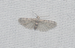 Alucita objurgatella