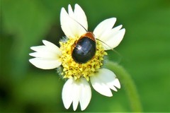 Hemithyrsocera palliata