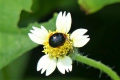 Hemithyrsocera palliata