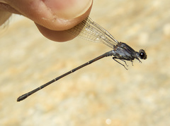 Argia tezpi