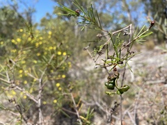 Acacia quadrilateralis