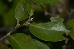 Diospyros sandwicensis