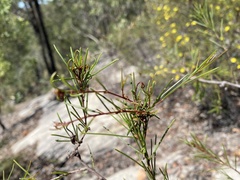 Acacia quadrilateralis