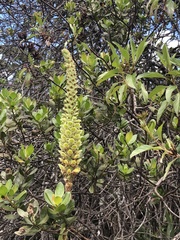 Gomphichis