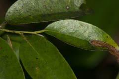 Diospyros sandwicensis