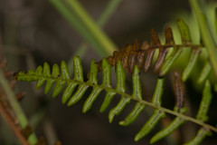 Pteridium aquilinum decompositum