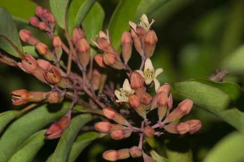 Santalum freycinetianum
