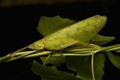 Chondroderella borneensis