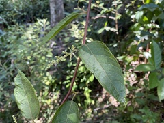 Seringia arborescens