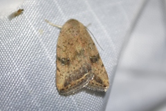 Micrathetis
