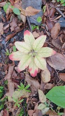 Lysimachia verticillaris