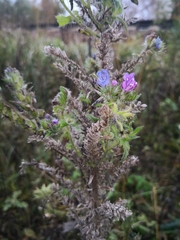 Echium vulgare