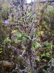 Echium vulgare