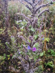 Echium vulgare