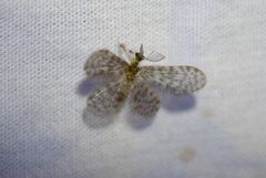 Nallachius americanus