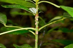 Daphniphyllum calycinum