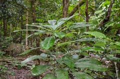 Daphniphyllum calycinum