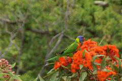 Trichoglossus moluccanus