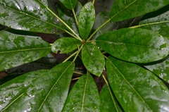 Daphniphyllum calycinum