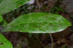 Daphniphyllum calycinum