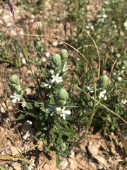 Teucrium sessiliflorum