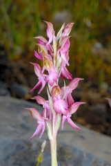 Anacamptis sancta
