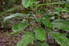 Daphniphyllum calycinum