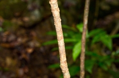 Daphniphyllum calycinum